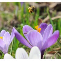 2220_1316 Krokusblueten im Frühling - eine Biene mit gefüllten Körbchen fliegt über der Blüte. | 